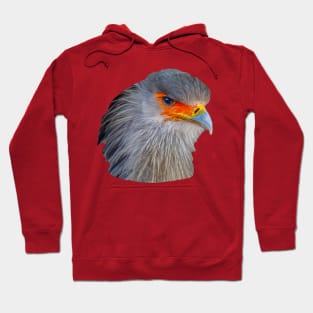 Majestic head of a Secretary Bird Hoodie